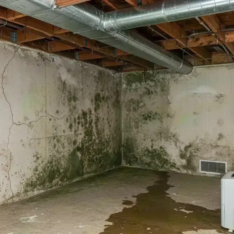 Professional Mold Removal in Lancaster, KY